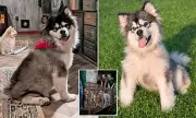 Disabled Malamute Survives Chinese Meat Trade, Thrives in US Rescue