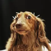 Dog Experts Warn Against Viral 'Bark at Your Dog' TikTok Trend