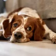 Dog Owner's £220 Vet Bill Reveals Surprising 'Extremely Dramatic' Diagnosis