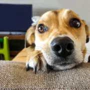 Dog Owner's DNA Test Reveals Shocking Breed Mix in Fluffy Pet