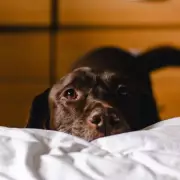 Dog Trainer's 'Rules' on Pets on Furniture: A Definitive Guide