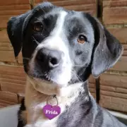 Dog Waits Three Years in Kennels, Overlooked Due to 'Unlovable Face'