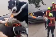 Dogs and Cats Rescued by Lifeboat During Devastating Spanish Floods