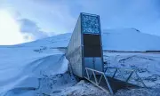 Doomsday Vault Expands: 7,800 New Seed Varieties Secured in Arctic Bunker
