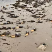 Dorset Beach Transforms into Stranger Things Scene as Mysterious Clams Wash Ashore