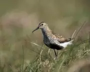 Drone Survey Reveals Breeding Success for Endangered Dunlins in Cumbrian Pennines