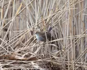 Elusive Cetti's Warbler Revealed at Walthamstow Wetlands Reserve