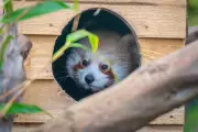 Endangered Red Panda Cub Asha Takes First Outdoor Steps After Hand-Rearing