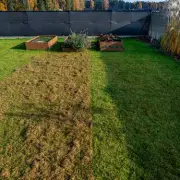 Eradicate Lawn Moss in 14 Days with One Powerful Chemical Solution