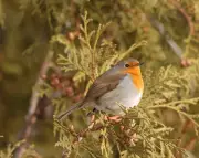 European Robin's Unprecedented Arrival in Montreal Stuns Birdwatchers