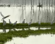 Europe's Spring Weather Shifts: France Faces Unusual Warmth, Boston Braces for Blizzards