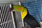 Exotic Toucan Rescued After Months Flying Wild in Las Vegas Desert