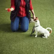 Expert Dog Trainer Reveals Simple Tactile Method for Reactive Dogs