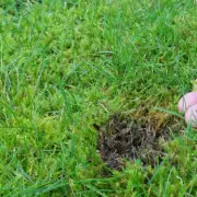 Expert Guide: Safest Methods to Remove Moss from Lawns for Spring