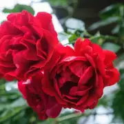 Expert Reveals 10-Second February Task for Bigger, Healthier Rose Blooms