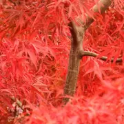 Expert Reveals Crucial February Task for Perfect Japanese Maples
