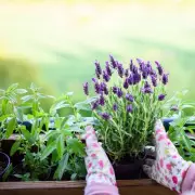 Expert Reveals Four Essential Flowers for Vibrant Spring Garden Colour