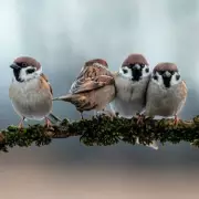 Expert Reveals One Simple Item to Attract Birds to Your Garden in February