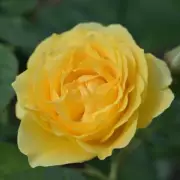 Expert Reveals One Vital Winter Task for Abundant Rose Blooms This Spring