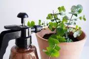 Expert Warns Against Weekly Plant Watering, Debunks Common Houseplant Myths