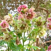 Expert's Top 5 February Plants for a Vibrant Spring Garden Display