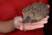 Experts Warn: Avoid Picking Up Hedgehogs Unless They Are Injured