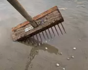 Family Foraging on Romney Marsh: A Kentish Coastal Tradition