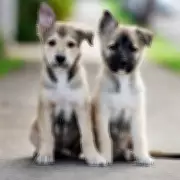 Farm Dog Owner Refuses Puppy Bills After Friend's Pet Bred Against Warnings