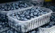 FDA Elevates Blueberry Recall to Highest Risk Level Over Deadly Listeria Threat