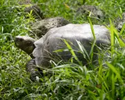 Floreana Giant Tortoise Returns to Galápagos After 200-Year Extinction