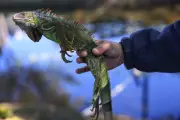 Florida Man's Iguana Tacos Go Viral Despite Legal Hurdles for Restaurants