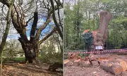 Forestry Commission Report Finds 500-Year-Old Oak Felled by Toby Carvery Was Healthy