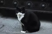 Former Foreign Office Chief Mouser Palmerston Dies Peacefully in Bermuda