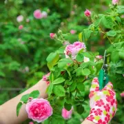 Four Beautiful Low-Maintenance Plants That Need No Pruning or Deadheading