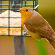 Gardeners Can Use Common Rice Leftovers to Fill Bird Feeders This February