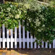 Gardeners Reveal 3 Fast-Growing Climbers to Transform Bare Fences and Walls