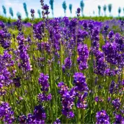 Gardeners Urged to Check Lavender's Base for Winter Survival Signs