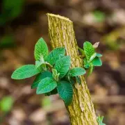 Gardeners Warned: Prune These 5 Plants in February or Face Fewer Summer Blooms