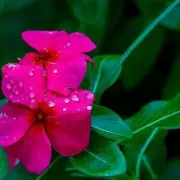 Gardeners' World Expert Joe Swift Names Nine Spring Gap-Filling Plants