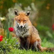 Gardening Expert Reveals Two Simple Items That Keep Foxes Out of Your Garden