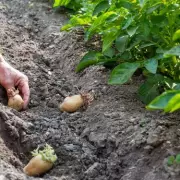 Gardening Expert Urges March Sowing of Five Key Seeds for Summer Harvest