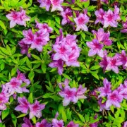 Gardening Experts Reveal 3 Plants That Become Unstoppable Garden Invaders