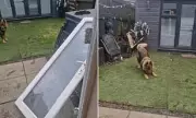 German Shepherd Puppy Rips Patio Door Off Hinges in Walk-Time Excitement