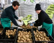 Germany's Great Potato Giveaway Sparks Berlin Bounty and British Yearning