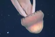 Giant Phantom Jellyfish Filmed Off Argentina in Rare Deep-Sea Encounter