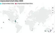 Global Shark Attack Hotspots Revealed: Florida Tops List in 2025 Report
