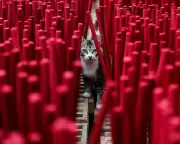 Global Snapshot: From Gaza Football to Jakarta Incense Sticks