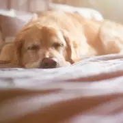 Golden Retriever Puppy's Sleeping Spot Leaves Owner in Tears Over Heartwarming Reason