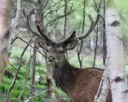 Government Eases Deer Culling Rules in England to Safeguard Woodlands