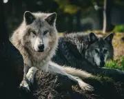 Gray Wolf Spotted in Los Angeles County for First Time in Over a Century